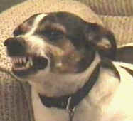 Zeke the Evil Terrier
